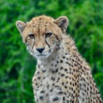 Cheetah in south africa