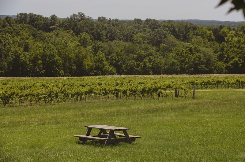 View of vineyards from Robller Winery