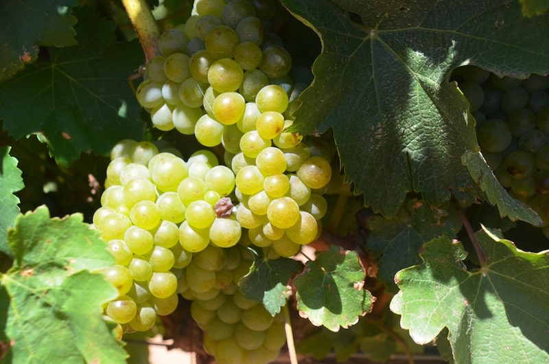 Sauvignon Blanc grapes in Meerendal's vineyards