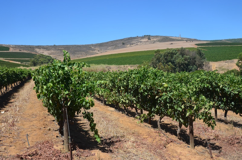 Vineyards at Meerendal