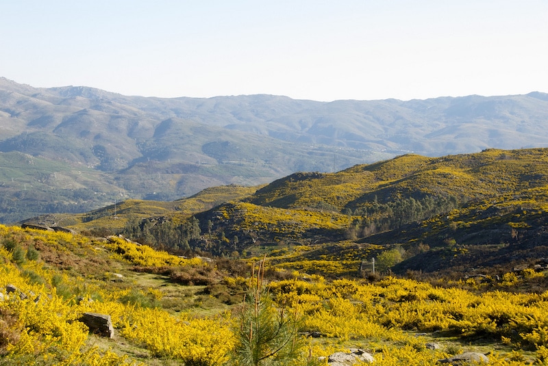 bright green yellow fields in Penada-Geres National Park