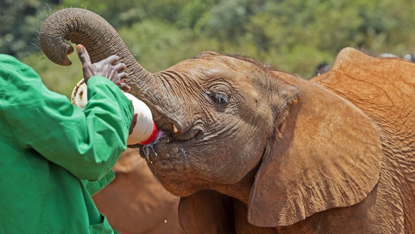 elephant feeding on milk