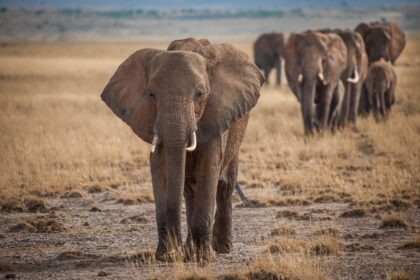 elephants in zoos