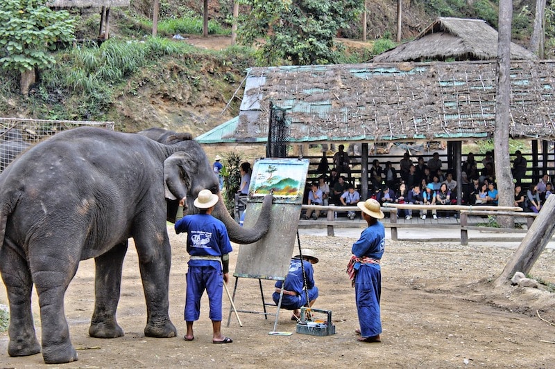 irresponsible tourism & wild animal cruelty elephant painting