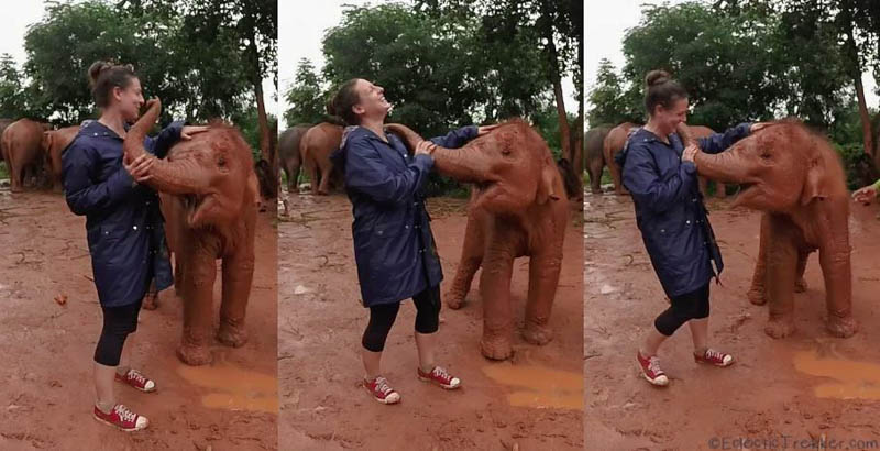 elephant nature park