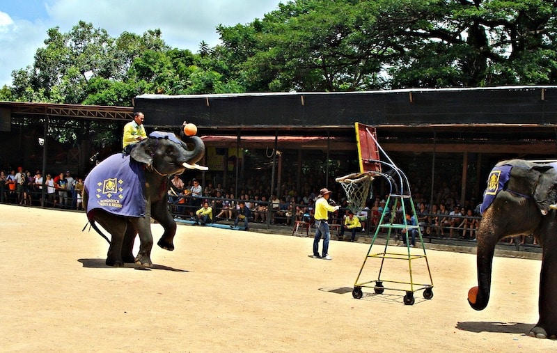 irresponsible tourism & wild animal cruelty elephant doing tricks