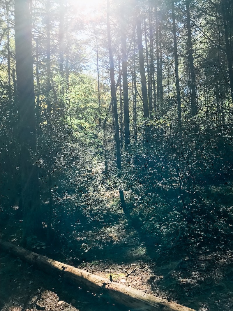 rei gear rental prices