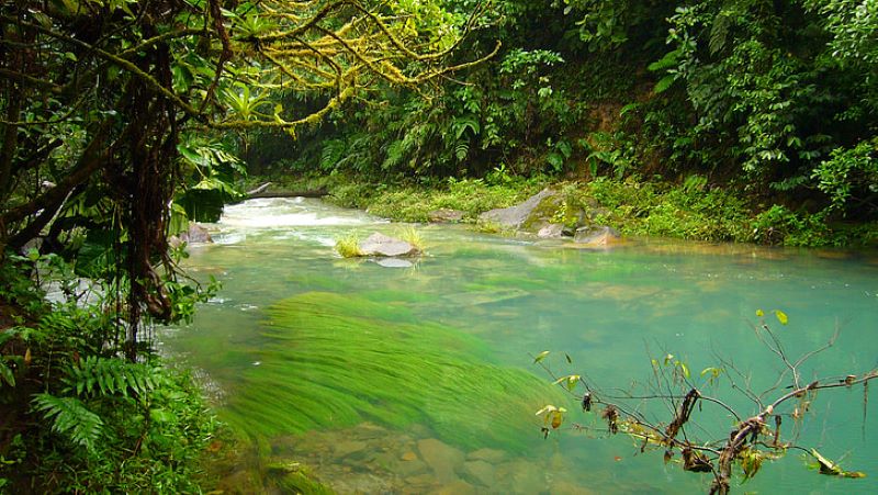 green river in the Costa Rican jungle