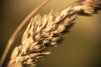 grain