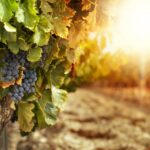 climate change and wine