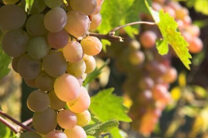 grapes