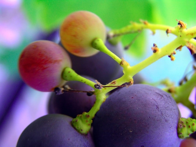 grapes