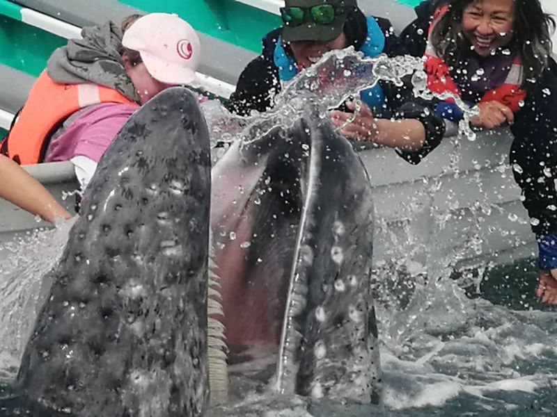 eco-tourism in Mexico while on a whale watching tour in Baja California Sur