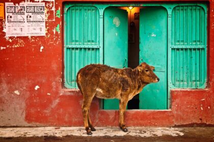 street animals in india