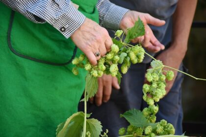 sustainable beer