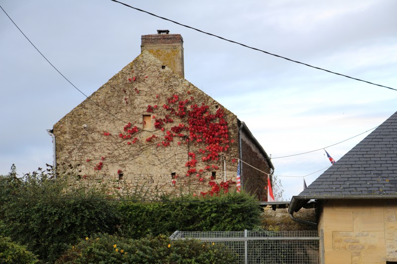 red ivy