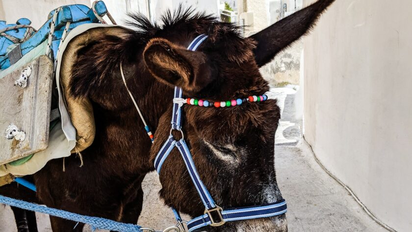 irresponsible tourism & wild animal cruelty donkey greece