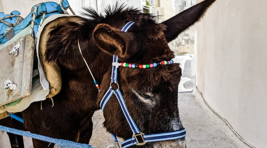 irresponsible tourism & wild animal cruelty donkey greece