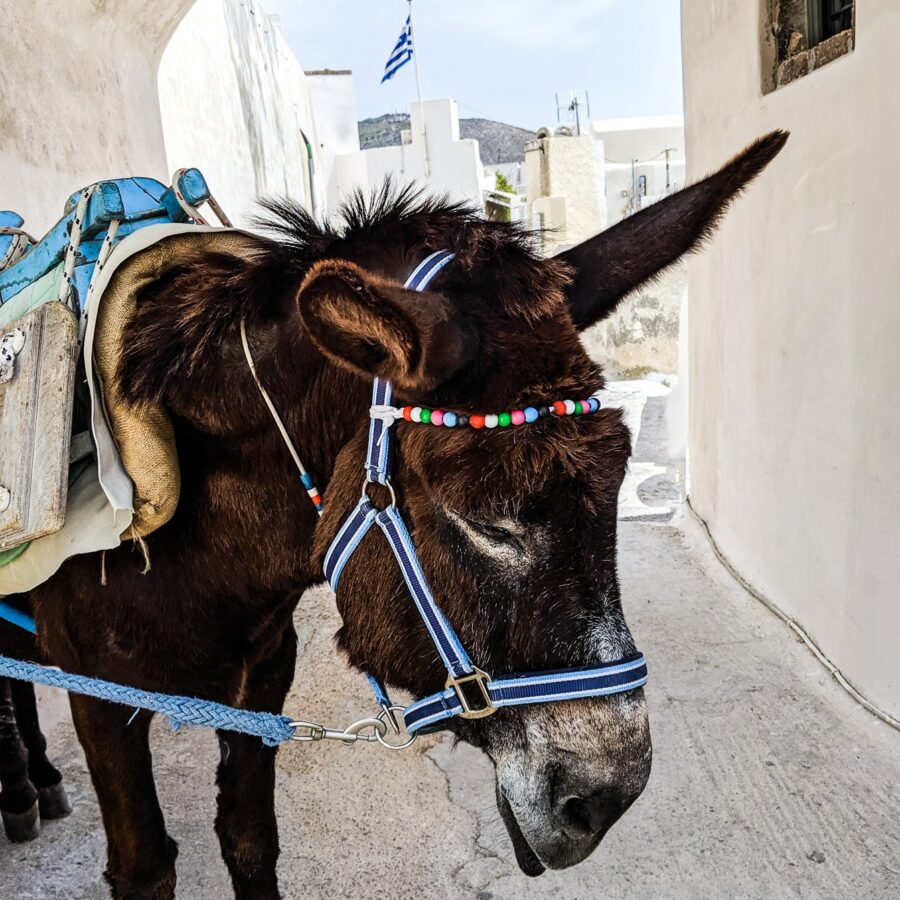 irresponsible tourism & wild animal cruelty donkey greece
