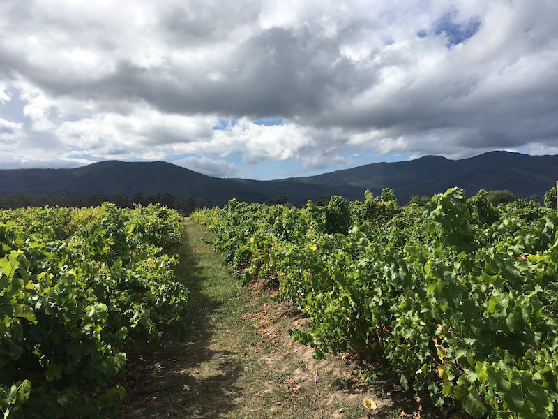 Plettenberg Bay vineyards