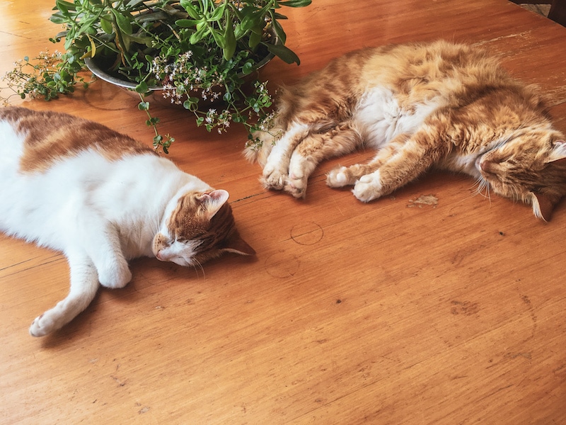 cats at wild spirit south africa 