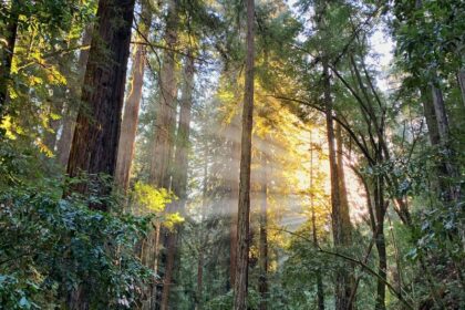 armstrong redwoods