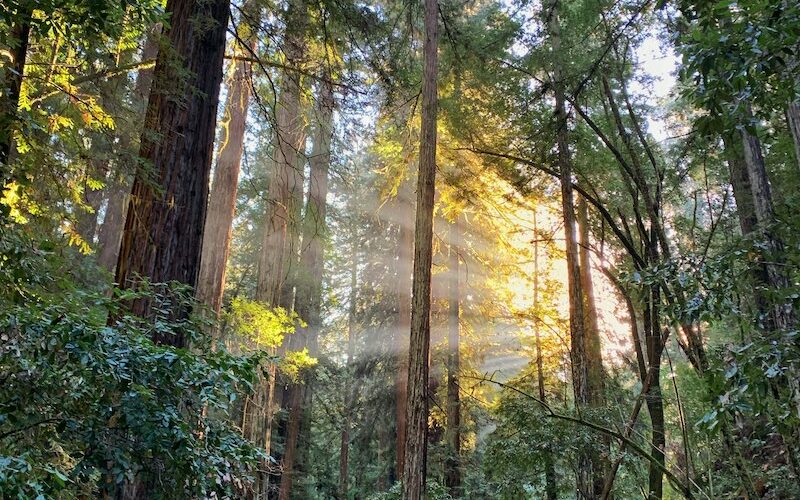 armstrong redwoods