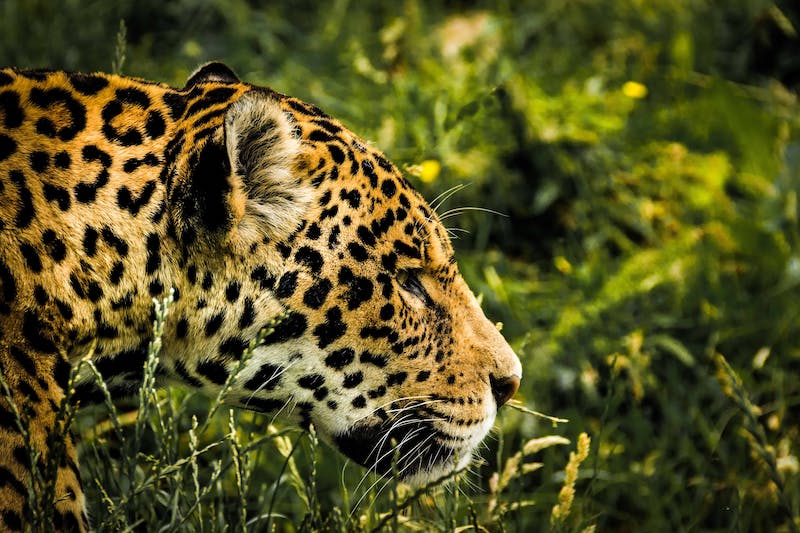 travelers volunteering with jaguars in Brazil