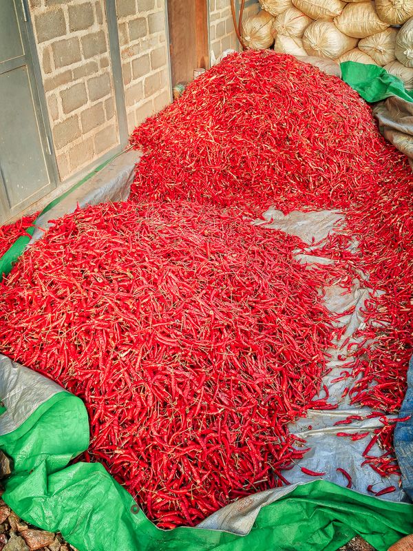 thousands of chili peppers in a pile