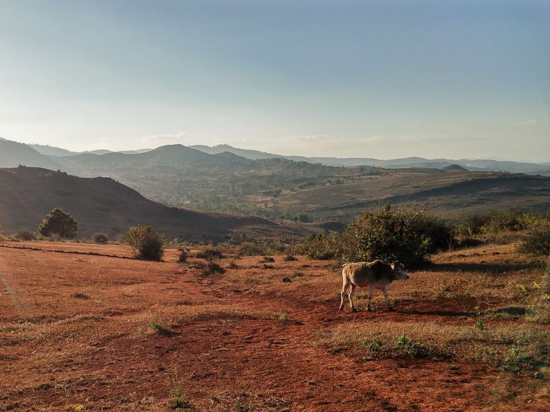 cow grazing at sunset in a rural Myanmar village