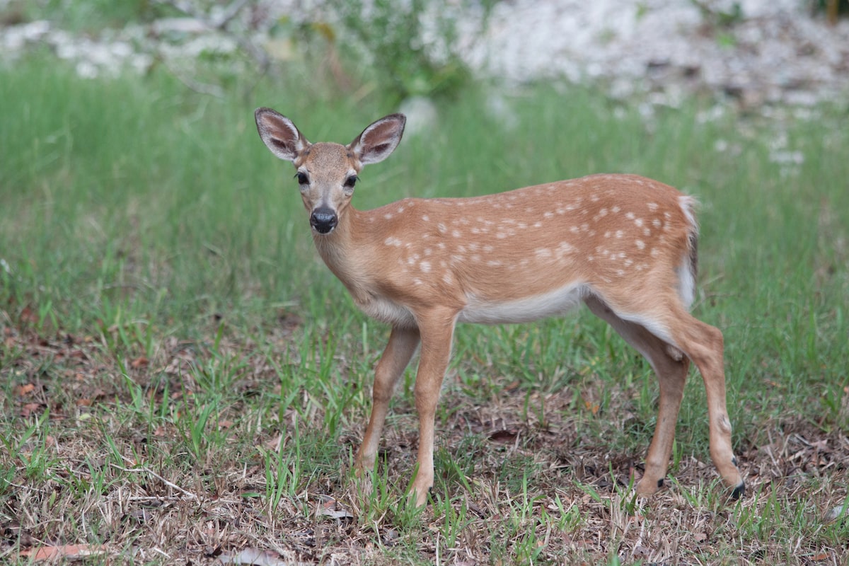 Close-up of a Key deer standing in a grassy area in Big Pine Key, Florida. The small, endangered deer is known for its distinctive white spots and is native to the Florida Keys.