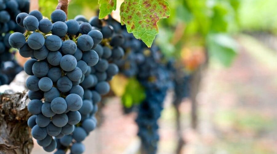 Lombardy Wine Region - San Colombano al Lambro