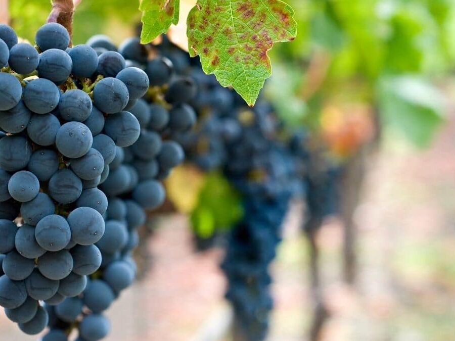 Lombardy Wine Region - San Colombano al Lambro