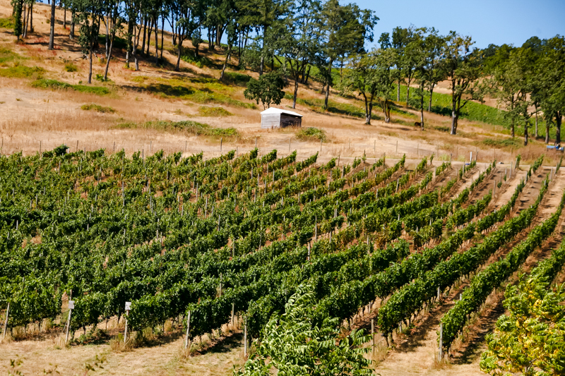 endless rows of biodynamic vineyards at Maysara Winery in Oregon