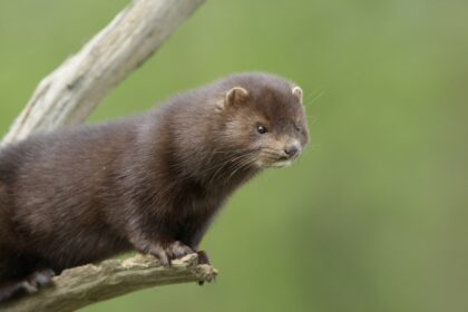 mink