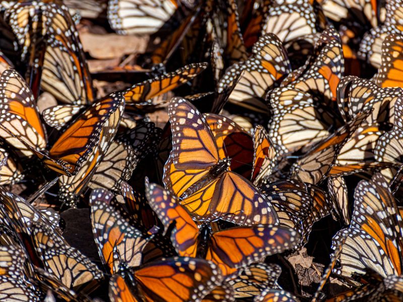 eco-tourism in Mexico while visiting the Monarch Butterfly Sanctuary