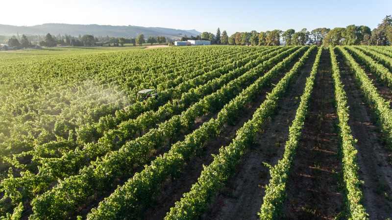rows of vineyards at Montinore Estate Vineyard with mountains in the background