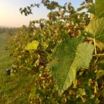 vineyard work in italy vines