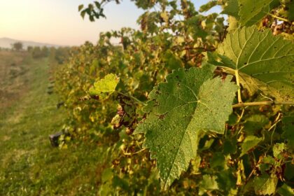vineyard work in italy vines