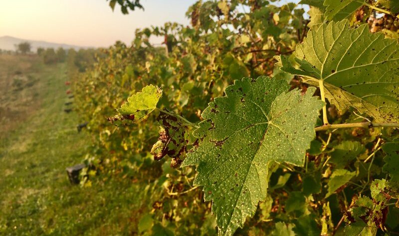 vineyard work in italy vines