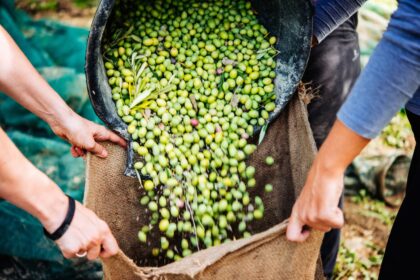 picking olives