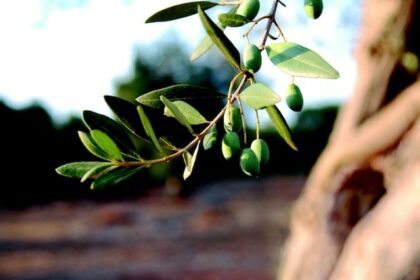olives