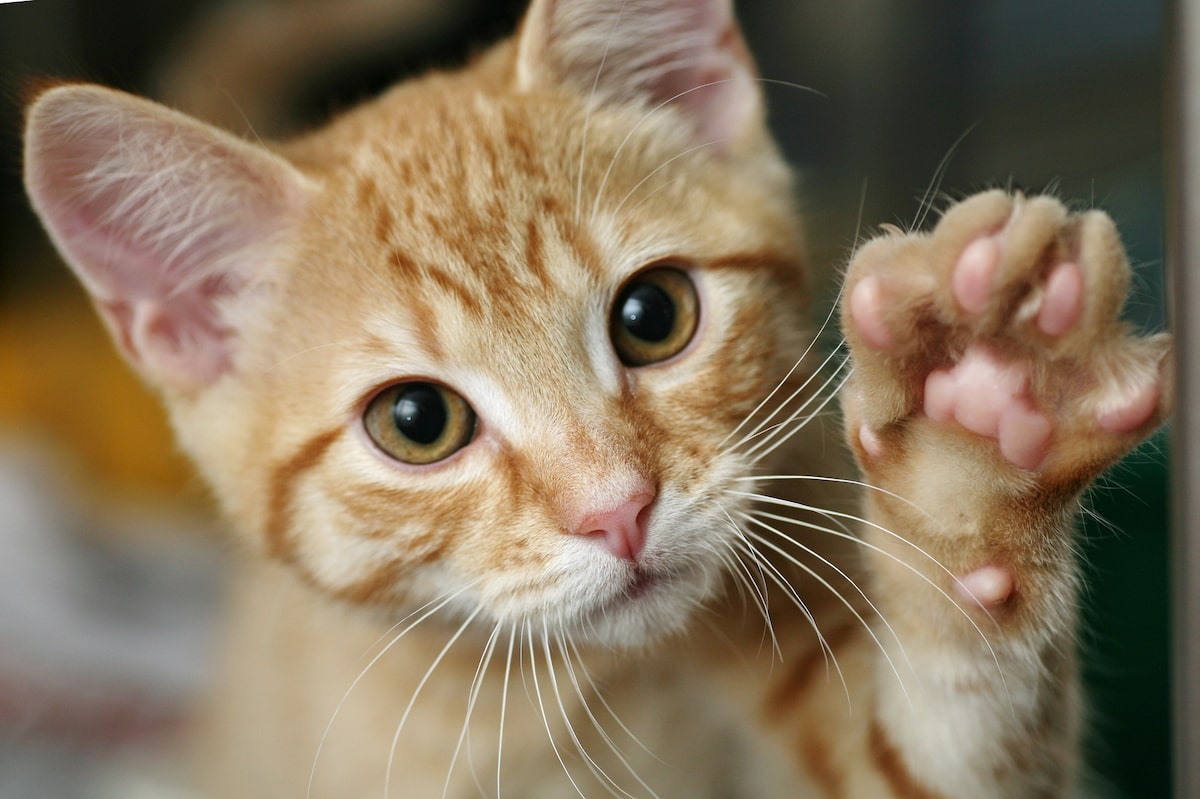 orange cat raising its paw toward the camera