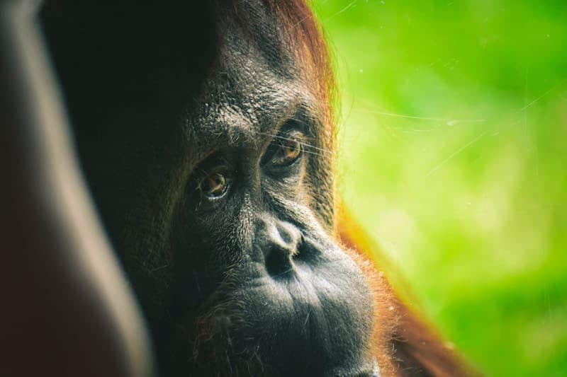close up of an orangutan
