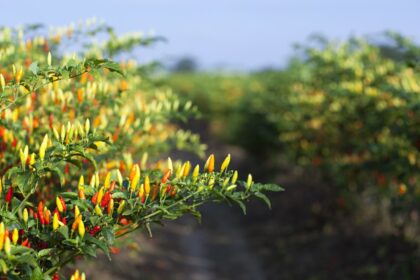 tabasco