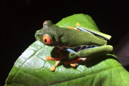 Costa Rica Wildlife