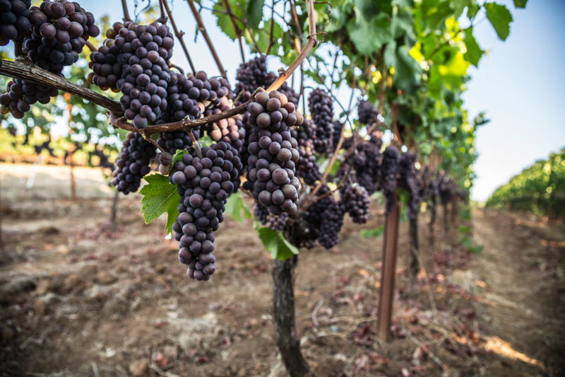 biodynamic wine grapes at King Estate Winery in Oregon