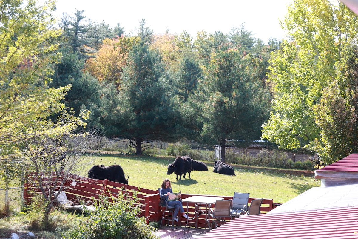 woman reading at a table outside with Tibetan yaks roaming behind her at the vegan-friendly Red Robin Song Guest House