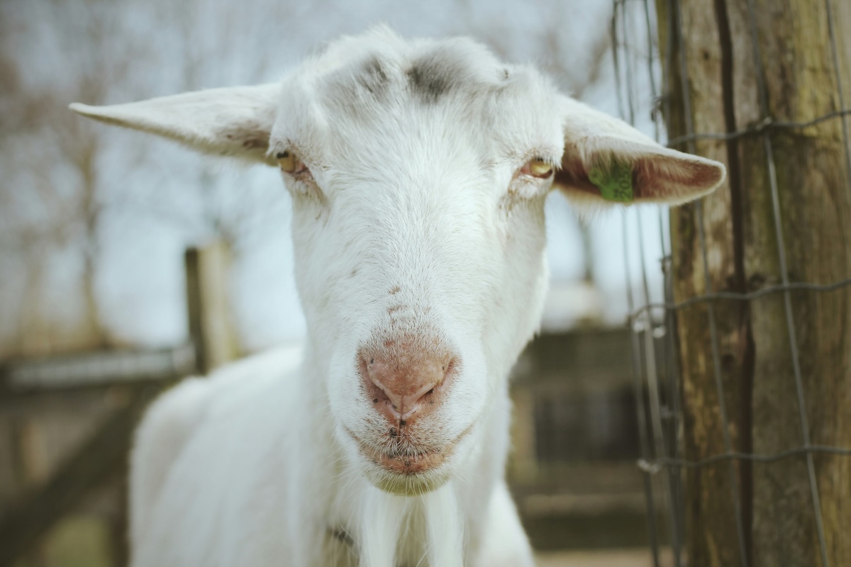 Close-up of a white goat looking directly at the camera, with a slightly blurred background of a wooden fence and trees.