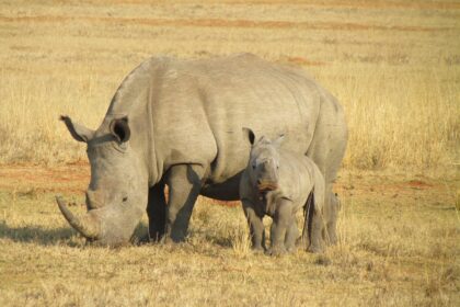 rhino poaching